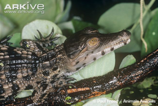 Illustration for article titled Sunday Crocodilian - Mecistops cataphractus Edition